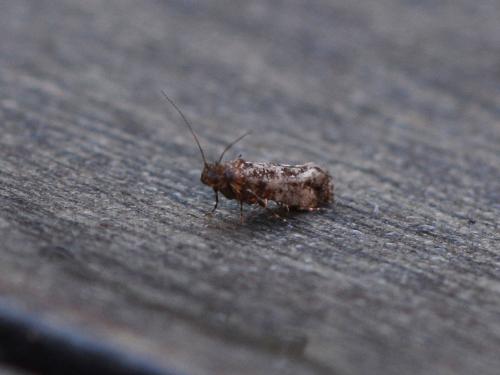 Acrolepia autumnitella